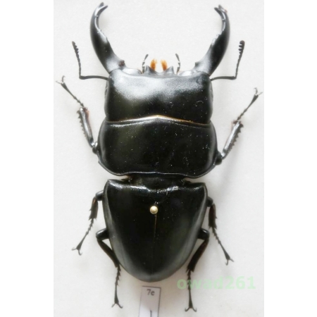 Dorcus alcides (Vollenhoven, 1865) +80mm Indonesia, Sumatra Is7e